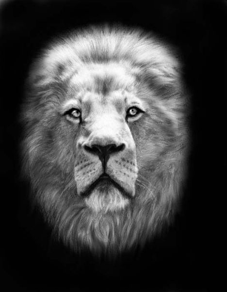 Dessin de Lion