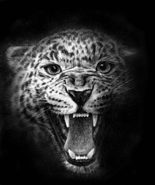 Guépard
