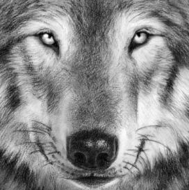 loup photoréaliste