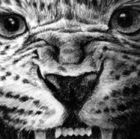 illustration dessin